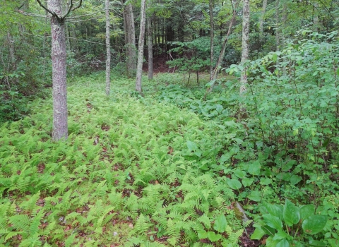 Different plants with different shades of green in a woodland