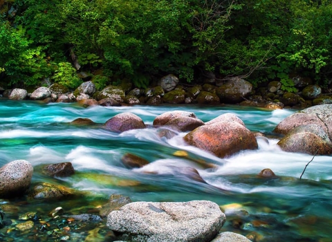 trees by a bouldery river