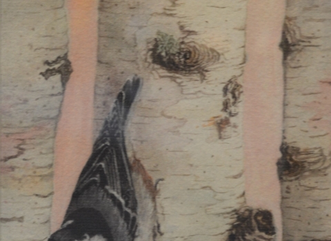 Image of a watercolor painting of a white-breasted nuthatch perched upside-down on the trunk of a birch tree