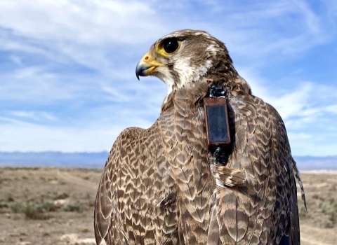 Prairie falcon with transmitter