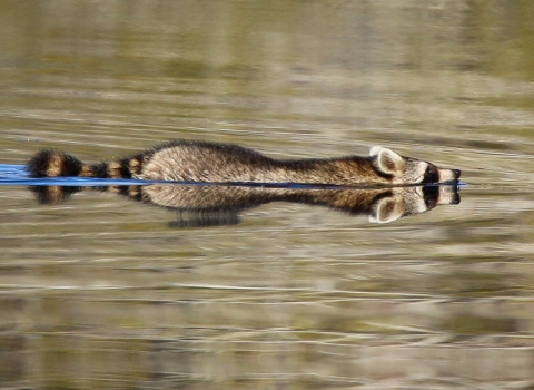 Brown, black & white raccoon swimming across a canal