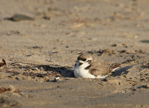 A brown and white bird resting on the sand