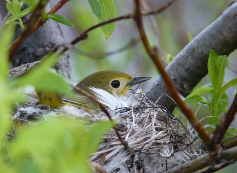 a small yellow bird in a nest