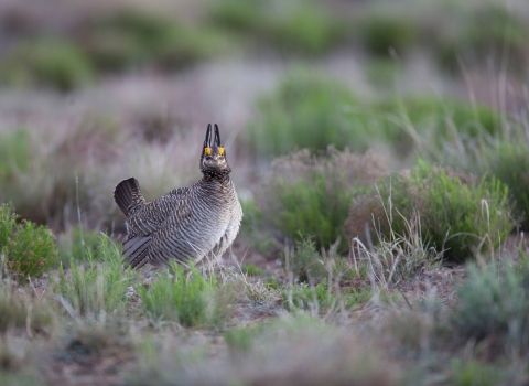 Lesser prairie chicken in the plains.