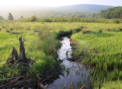 A stream winds through a headwater wetland.