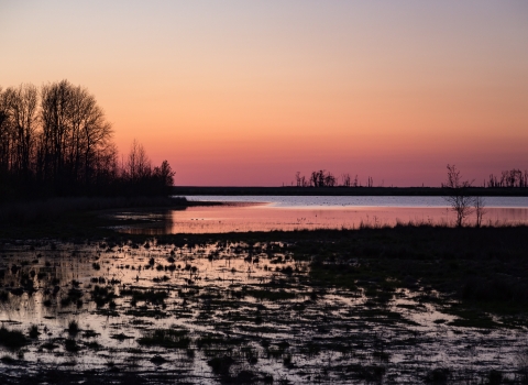 Sun rises over wetland with treeline silhouette in the distance.