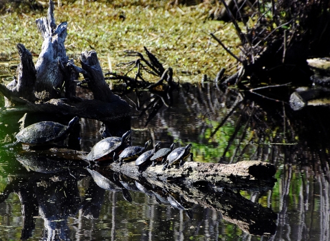 Six turtles small to large, on a log in the water.