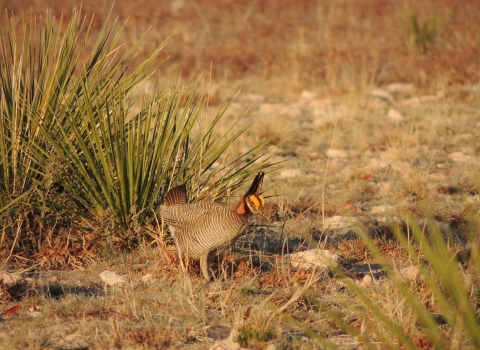 Lesser prairie chicken on the ground with yucca plants