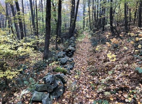 A trail leads into the forest along a stone wall through the autumn leaves.