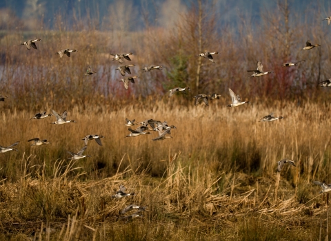 Fall wetland habitat with about 25 Pintail ducks flying by. 