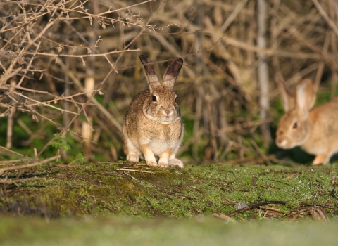 Photo shows two small rabbits in a woody habitat, one is looking towards the camera while the other passes behind.