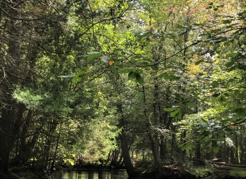 Flowing stream surrounded by trees.