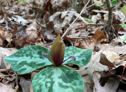 A small plant with three broad leave and flower on a forest floor