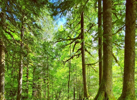 Western Oregon forest landscape with sun shining through trees