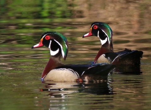 Two green, red, brown, black & white male wood ducks glide across a reflective water