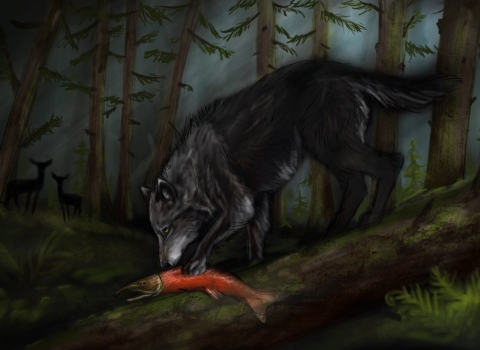 a wolf in a dark forest eating a red salmon