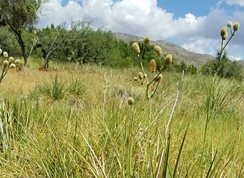 Tall thin stalks supporting multiple conical flowers (Arizona eryngo) in the foreground, with tall grass, thick forest and desert hills in the background.