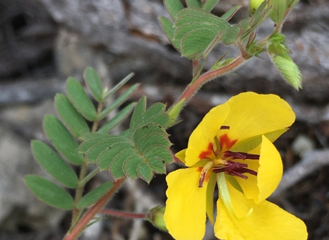 Big Pine partridge pea branch showing two yellow flowers and several green leaves. The flowers have five buttercup-like petals, with reddish-brown stamen. 