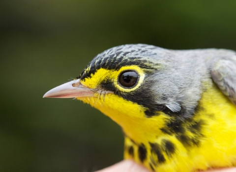 Closeup of a bird with a bright yellow chest and black cap