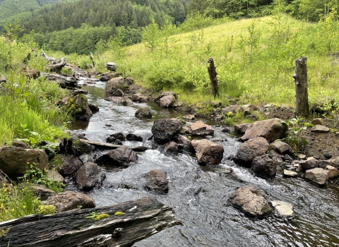 Creek with rocks and woody debris. Green hillside on both sides. 