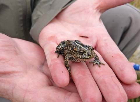 A small spotted brown and black toad in someone's hand.