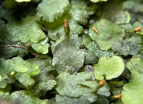 This closeup of a Florida bristle fern at Castellow Hammock Preserve shows its reproductive phase. The largest leaves on this tiny plant are the size of a penny. 