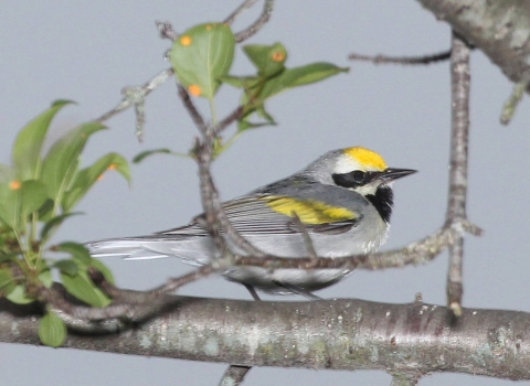 A small grey bird with yellow patches sits on a tree branch