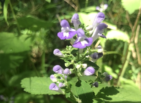 green plant with purple blossoms