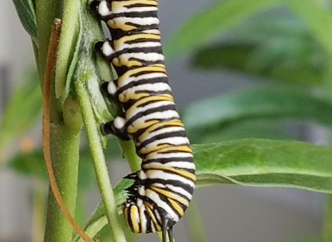 A monarch caterpillar munches on a plant in a pollinator garden