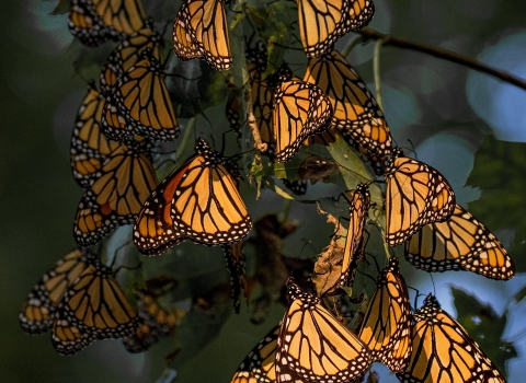 Orange and black butterflies hang in a group on a tree.