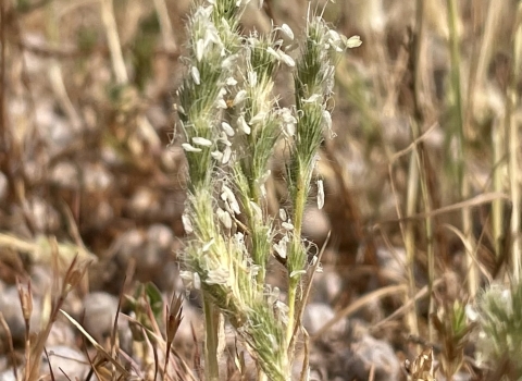 A spiky green plant rises among dry grass