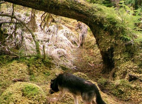 a dark wolf moving through mossy trees