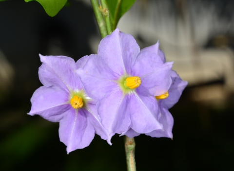 a cluster of purple flowers