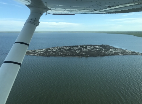 Aerial view of wetlands and white dots are pelicans