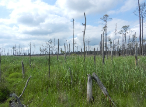 Dead and dying trees standing in green marsh grass