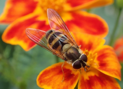 a striped fly on orange flowers