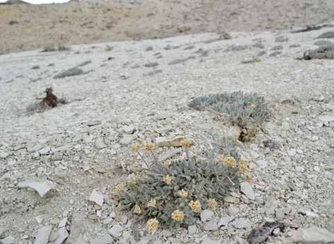 A low growing plant with yellow flowers on a hillside covered in greyish-white rock,