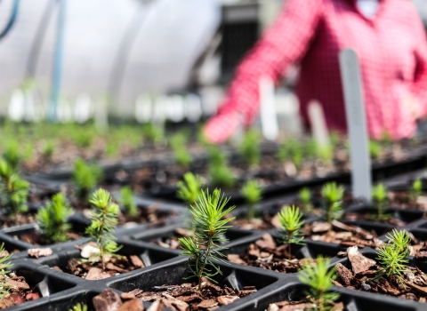 Compartmentalized trays holding soil and young trees