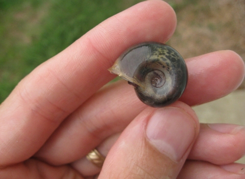 Hand holding snail shell