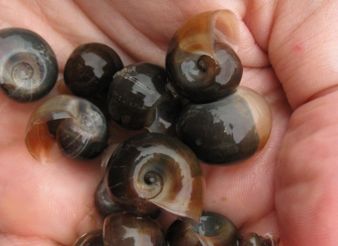 palm of a hand extended holding about 16 snail shells