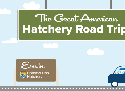 A graphic of a light blue sky with puffy clouds. A green highway sign hangs from the top and reads "The Great American Hatchery Road Trip." At the bottom, a fish drives a blue car along a road toward a brown sign with the USFWS logo and text that reads "Erwin National Fish Hatchery."