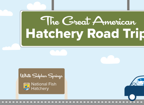 A graphic of a light blue sky with puffy clouds. A green highway sign hangs from the top and reads "The Great American Hatchery Road Trip." At the bottom, a fish drives a blue car along a road toward a brown sign with the USFWS logo and text that reads "White Sulphur Springs National Fish Hatchery."