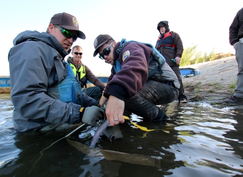 Three men measure a large fish in shallow water near a river's edge