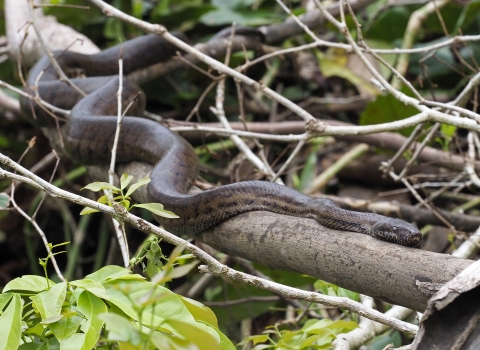 a snake on the branch of a tree