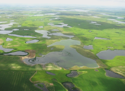 An aerial view of water-filled glacial depressions called Prairie Potholes