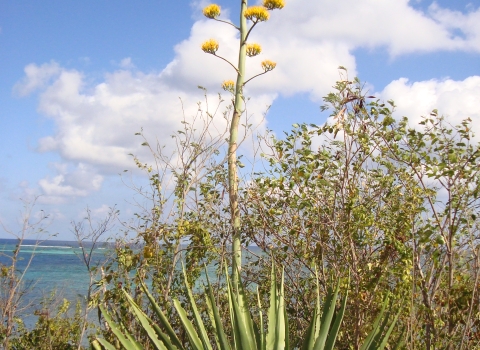 green plant with yellow flowers on a long stem