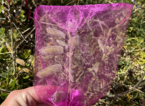 a hand holding a stem of lupine with developing seed pods. The whole stem has a pink mesh baggy tied around it.