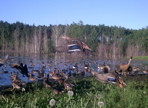 ducks and geese swim and fly around a wetland