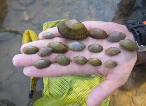 various sized mussel shells on biologist’s hand above water. 