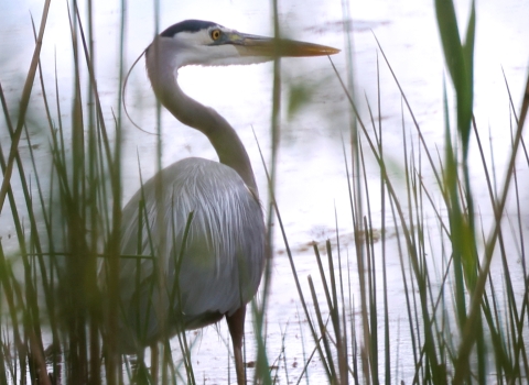 Through tall grass, a great blue heron stands beside the water, looking around and listening for the photographer who is taking his picture. 